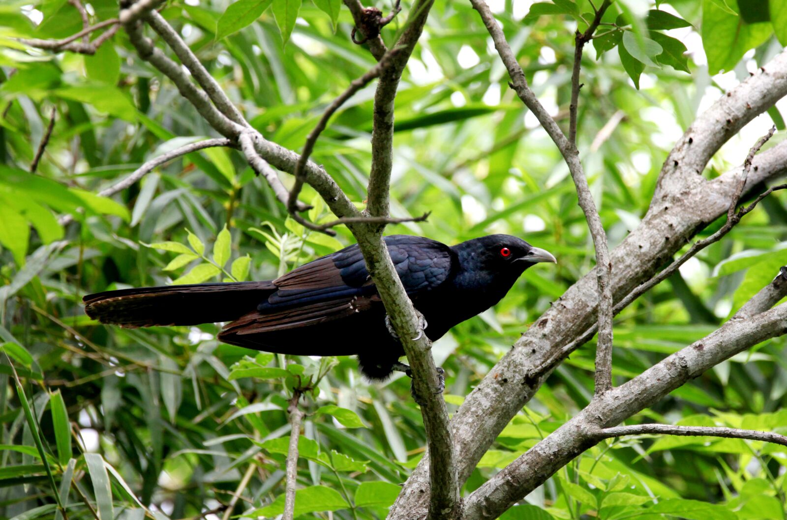 Canon EOS 5D Mark II sample photo. Bird, mother, needs photography