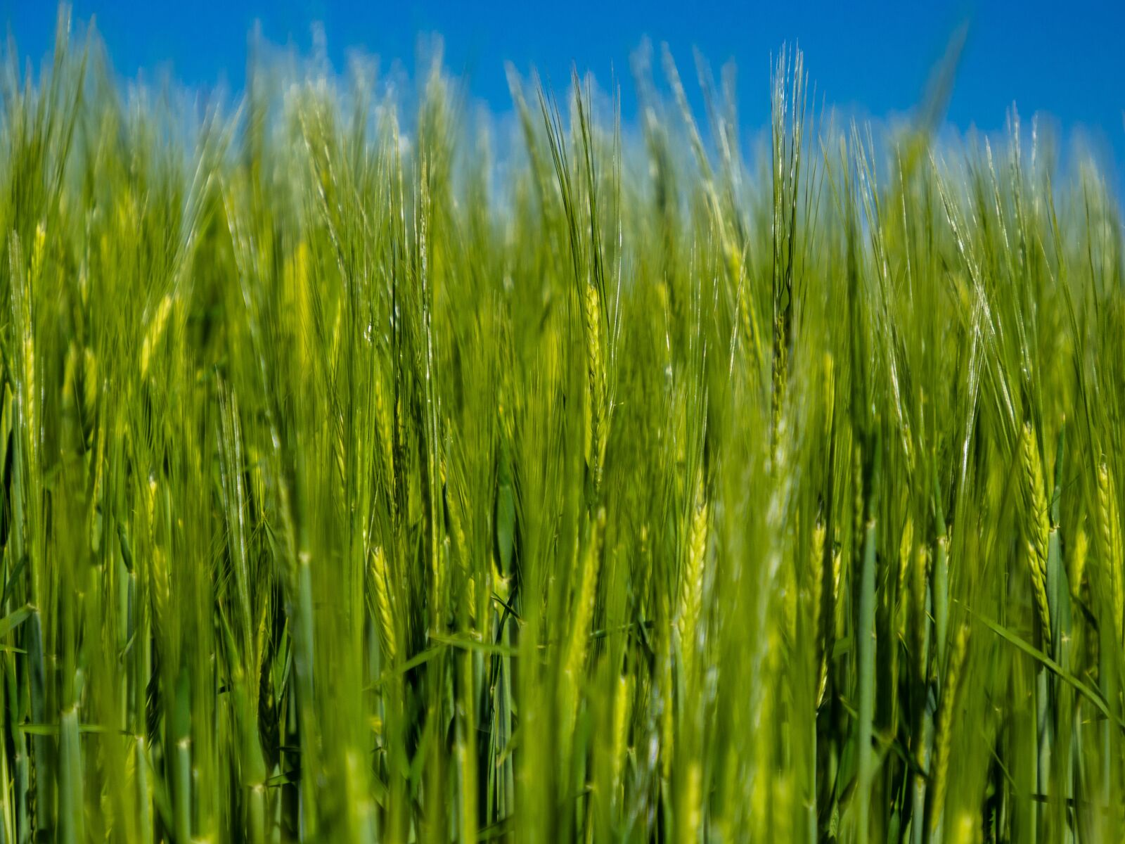 Olympus OM-D E-M10 III sample photo. Barley, grain, cereal photography