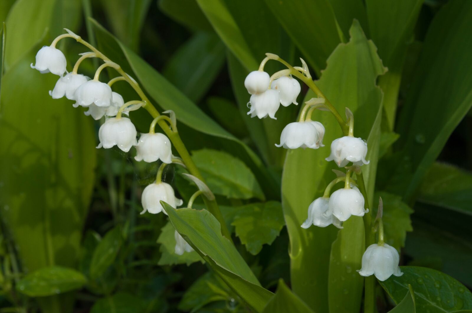 Nikon D90 sample photo. Flowers, lily of the photography