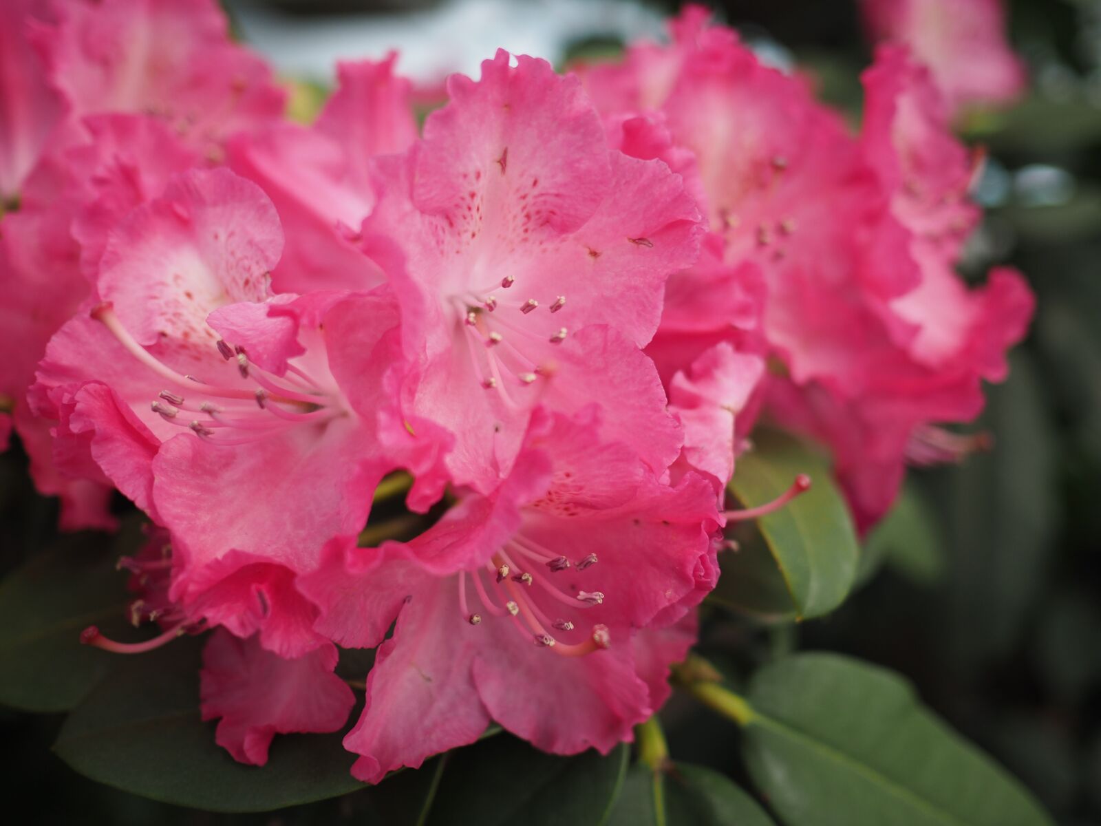 Olympus OM-D E-M5 II + Olympus M.Zuiko Digital 17mm F1.8 sample photo. Plant, flower, pink photography