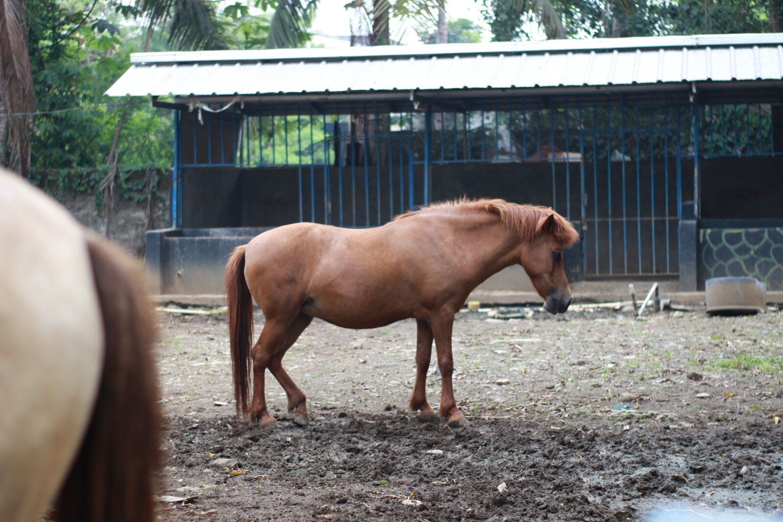 Canon EOS 1200D (EOS Rebel T5 / EOS Kiss X70 / EOS Hi) sample photo. Horse, wildlife, nat geo photography