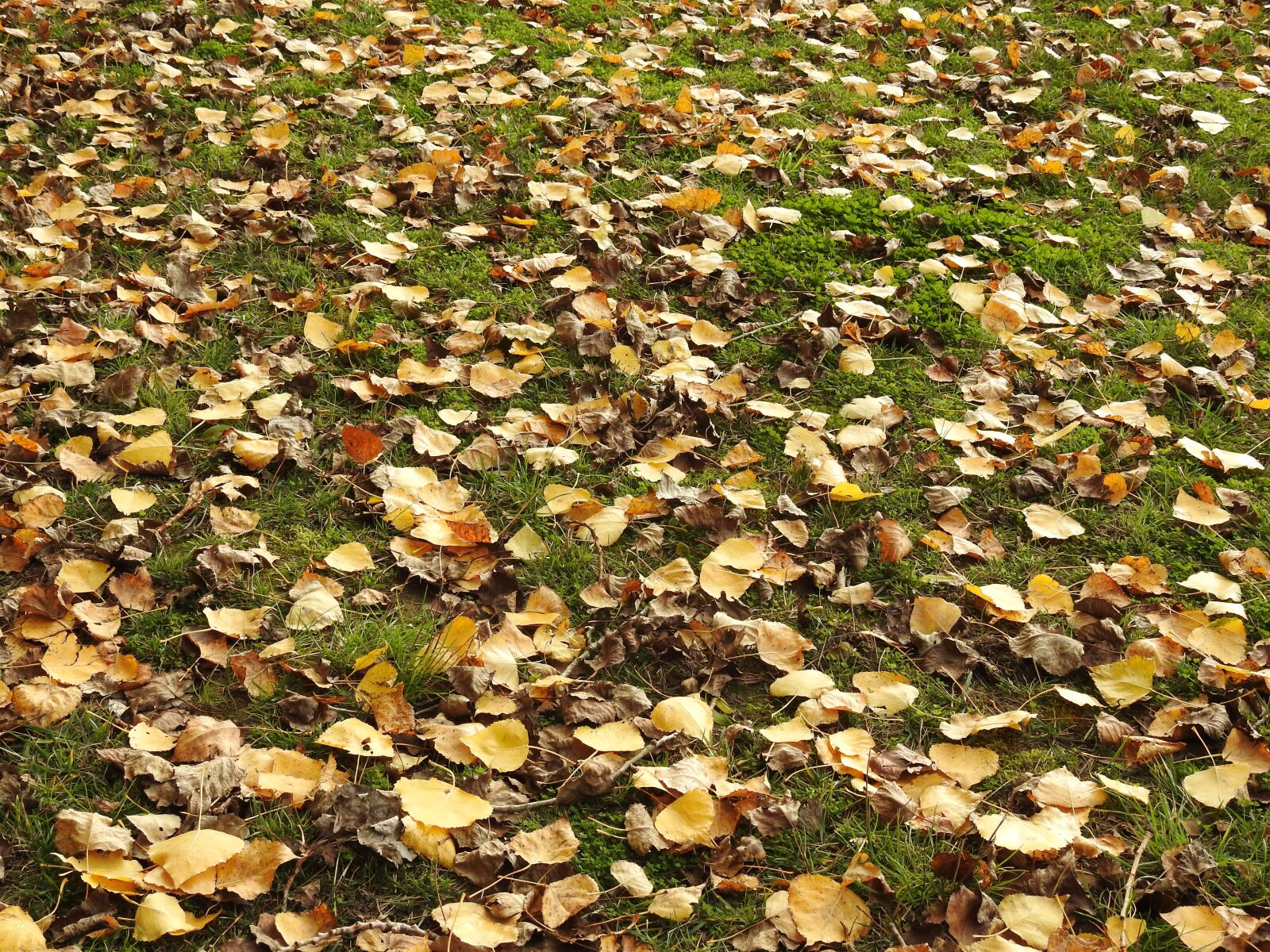 Nikon Coolpix P900 sample photo. Leaves, nature, fall photography