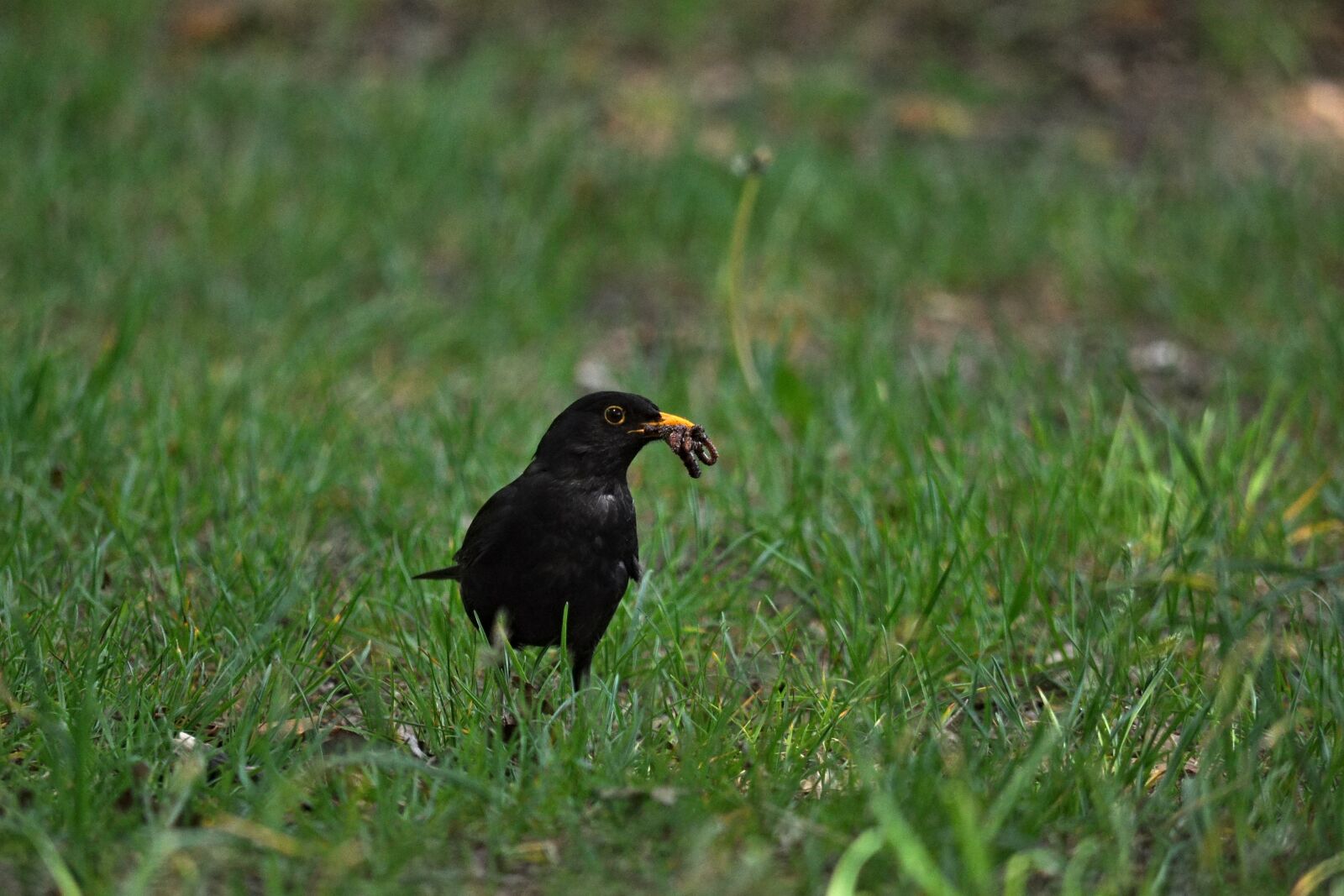 Nikon D90 sample photo. Blackbird, turdus merula, true photography