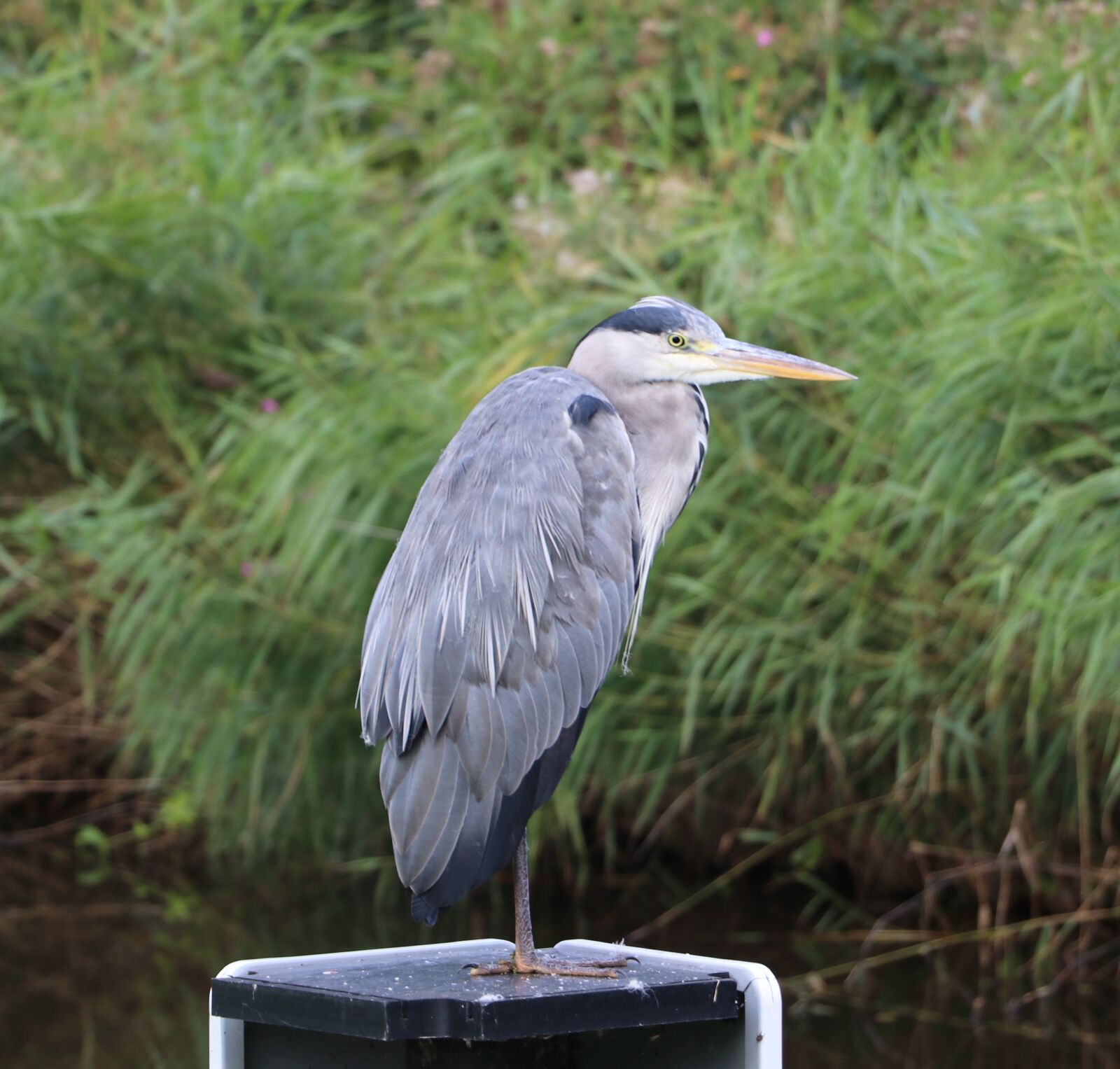 Canon EF-S 18-135mm F3.5-5.6 IS USM sample photo. Heron, nature photography