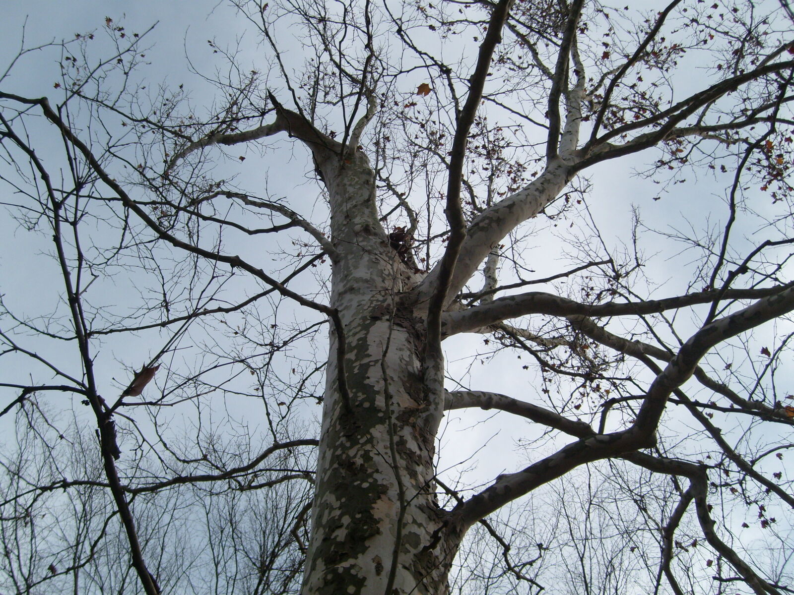 Samsung KENOX S730  / Samsung S730 sample photo. Gray, sky, tree, tree photography