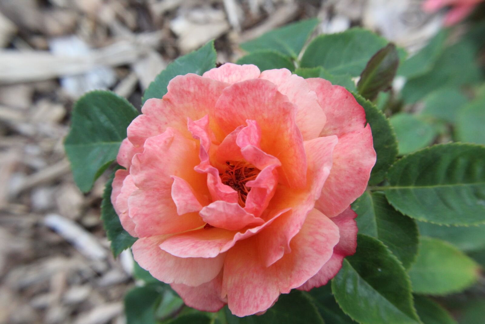Canon EOS 1300D (EOS Rebel T6 / EOS Kiss X80) sample photo. Flower, rose, pink photography