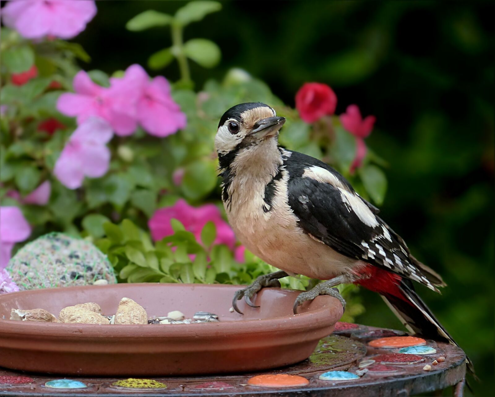Panasonic Lumix DMC-FZ200 sample photo. Bird, woodpecker, great spotted photography