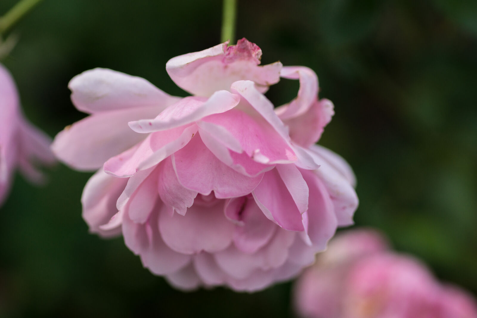 Sony SLT-A77 sample photo. Beautiful, flowers, flowers, pink photography