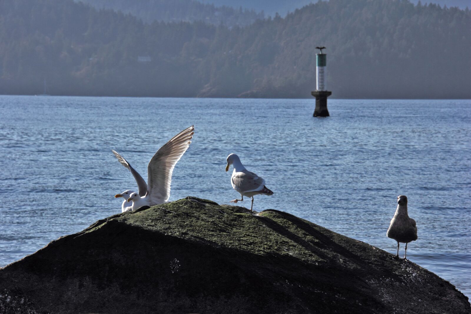 Canon EOS 60D sample photo. Ocean, birds, seagull photography