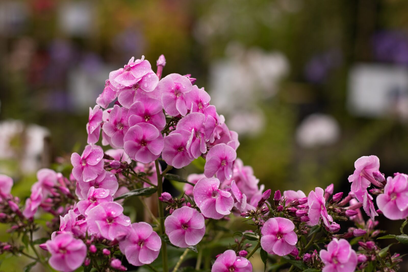 Canon EOS 7D Mark II + Canon EF 50mm F1.8 STM sample photo. Phlox, flame flower, flowers photography
