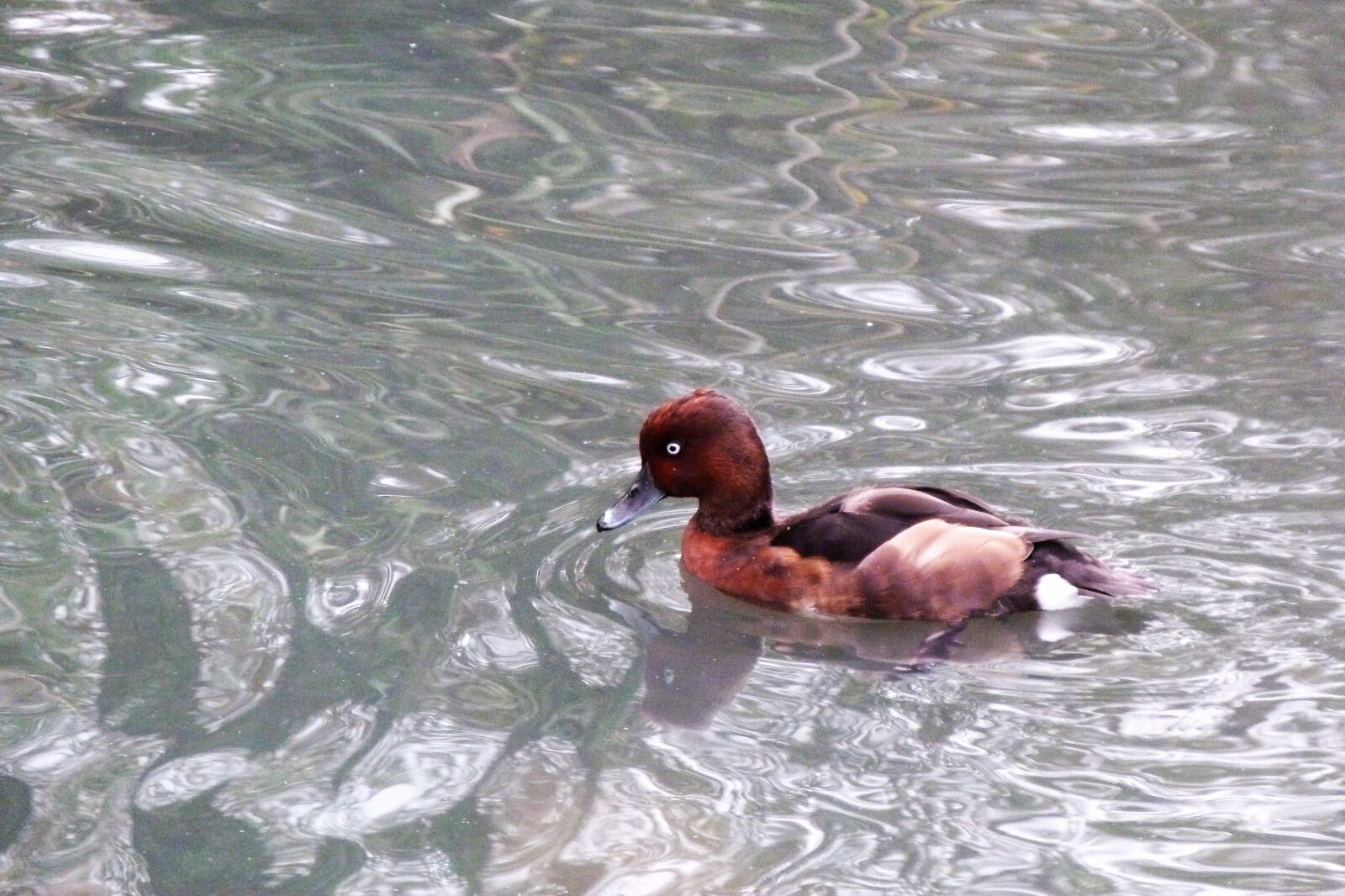 Panasonic Lumix DMC-FZ40 (Lumix DMC-FZ45) sample photo. Bird, wetland, london photography