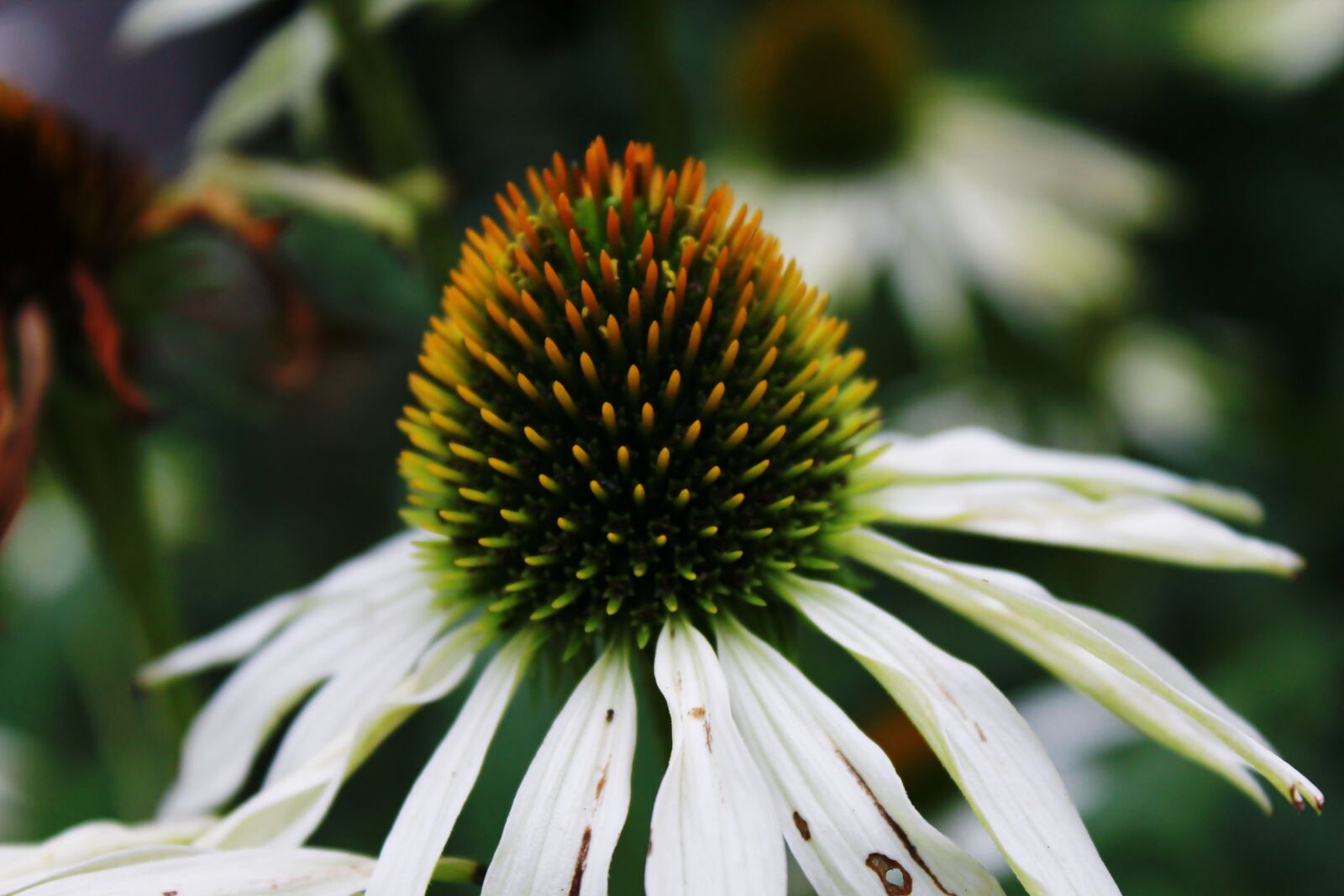 Canon EOS 1200D (EOS Rebel T5 / EOS Kiss X70 / EOS Hi) sample photo. Flower, nature, garden photography
