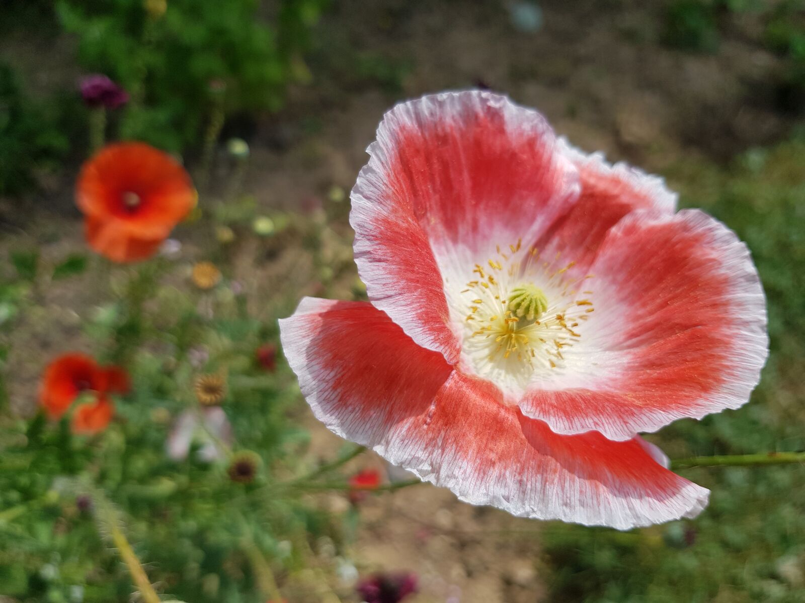Samsung Galaxy S8+ sample photo. Anemone, summer flower summer photography