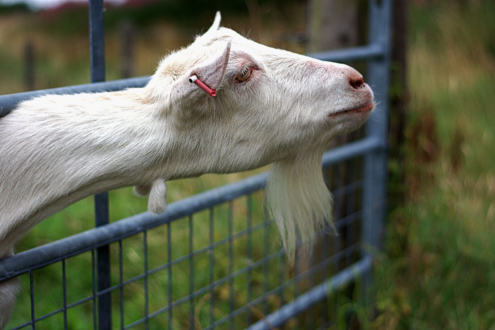 Nikon D3400 sample photo. Goat, billy, buck photography