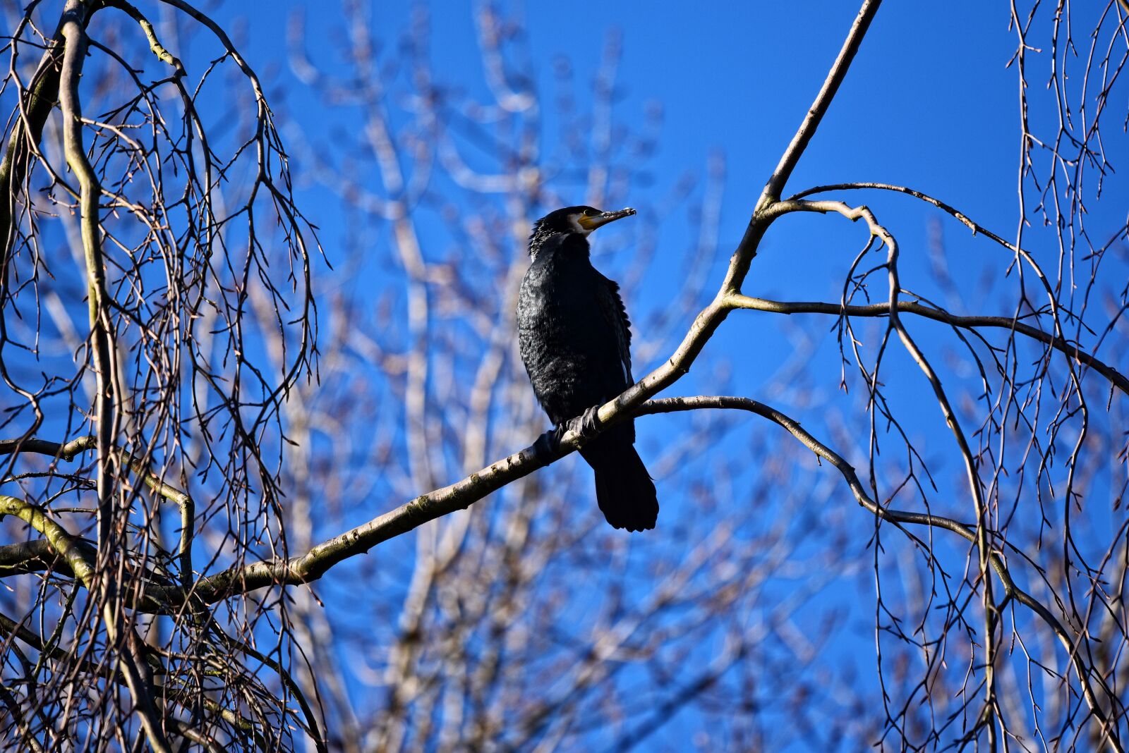 Nikon D750 sample photo. Great black cormorant, cormorant photography