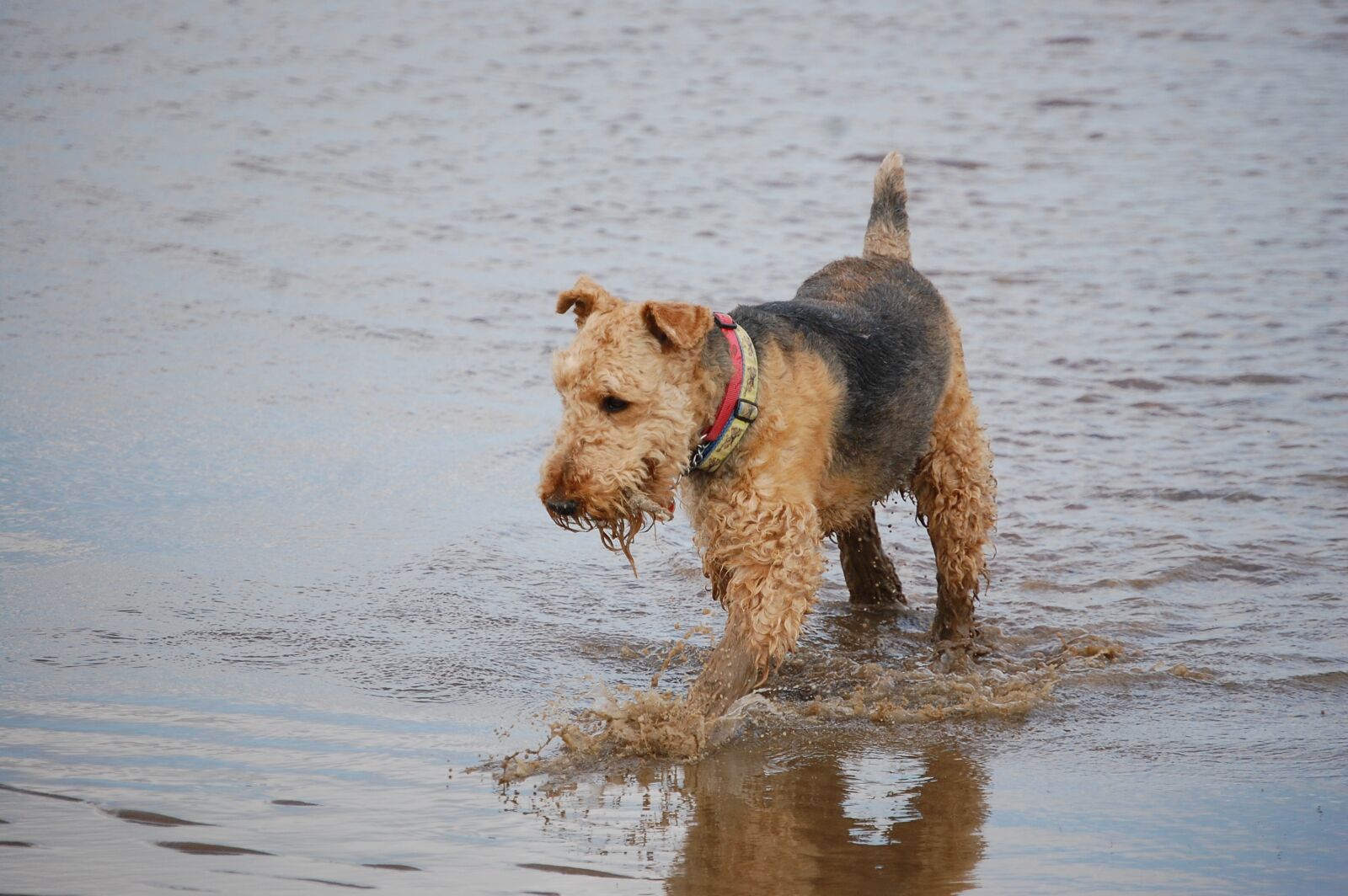 Nikon D40 sample photo. Airedale, terrier, playing photography