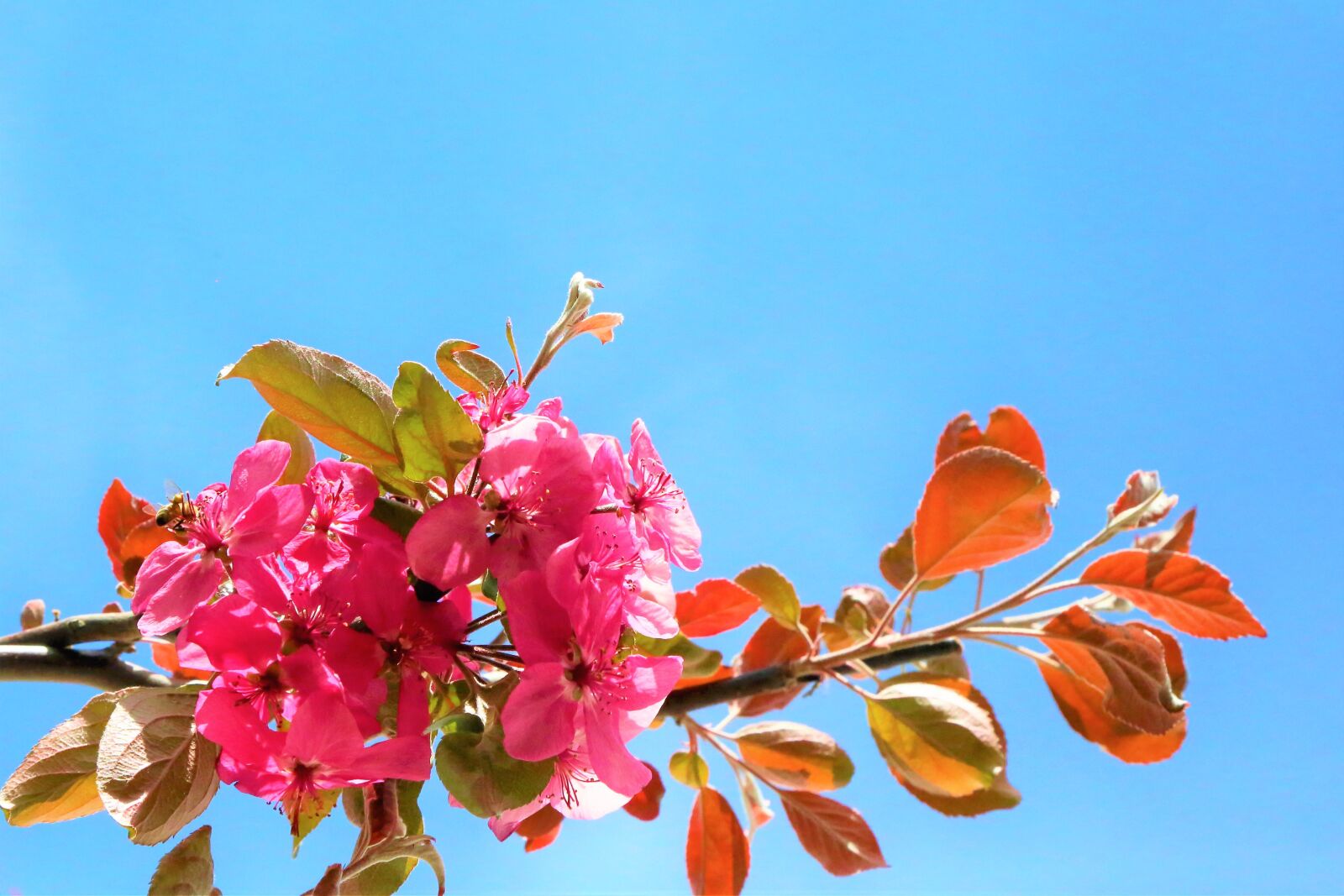 Canon EF 24-105mm F4L IS USM sample photo. Flowers, spring, nature photography