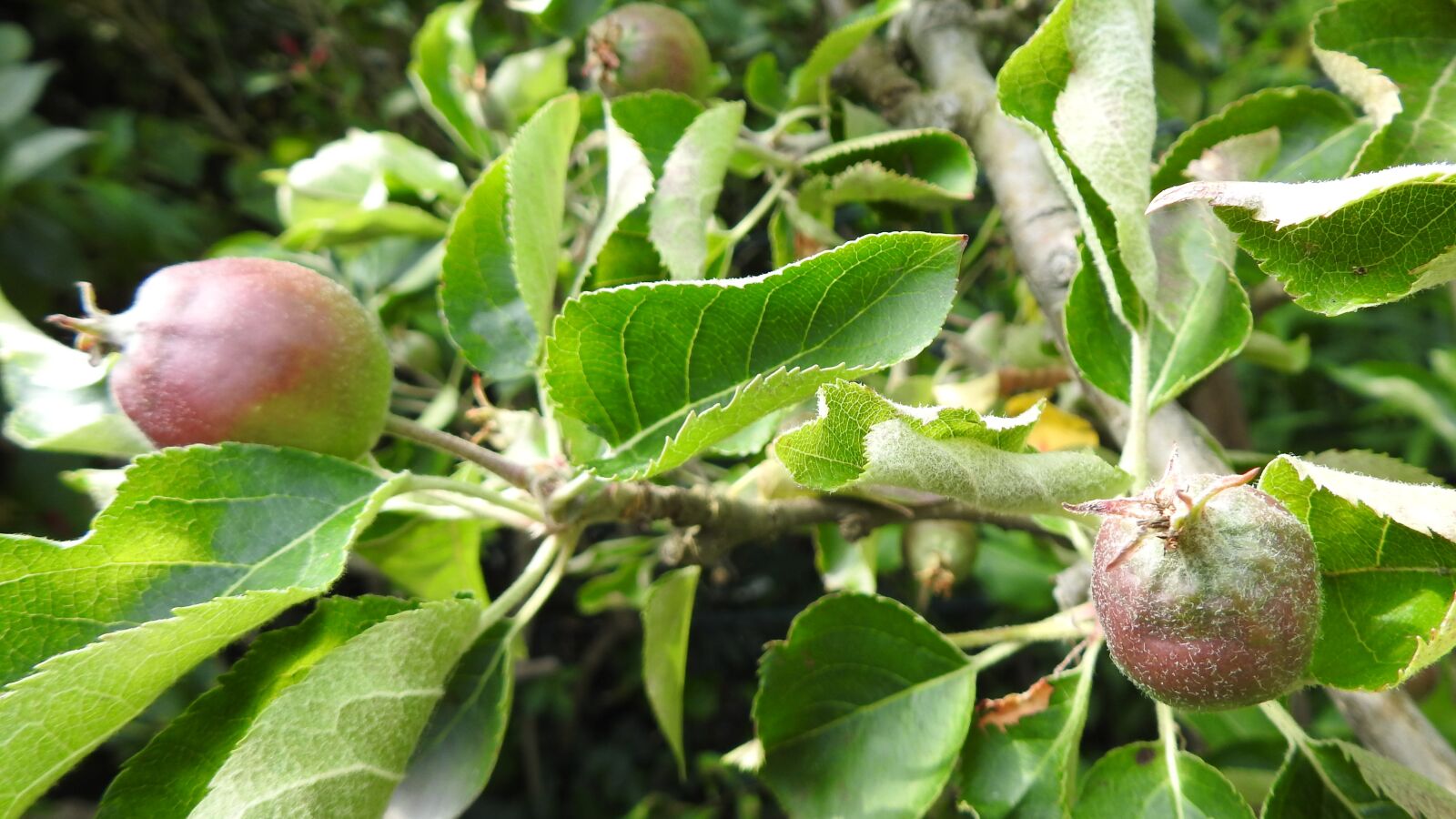 Nikon Coolpix P900 sample photo. Apple tree, green, apple photography