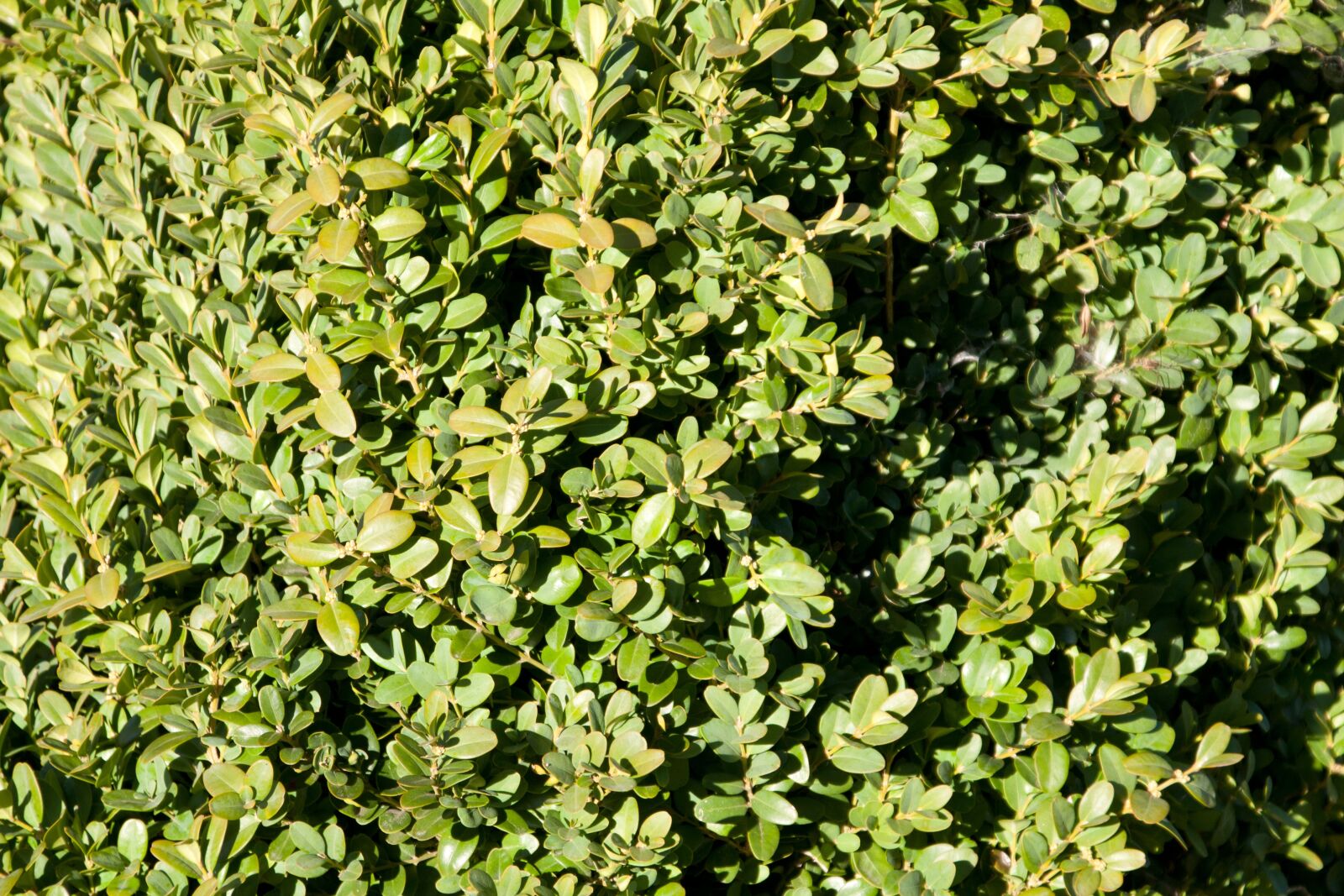 Canon EOS 450D (EOS Rebel XSi / EOS Kiss X2) sample photo. Boxwood, hedge, nature photography