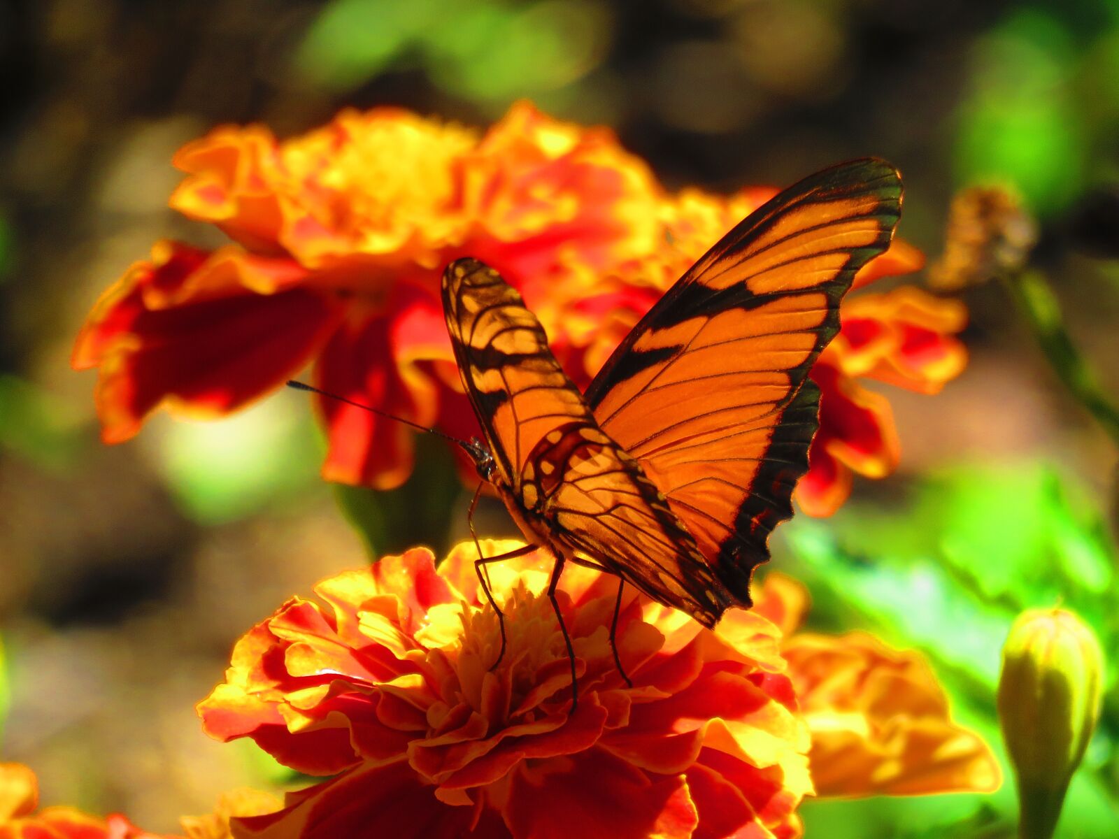 Canon PowerShot SX60 HS sample photo. Butterfly, nature, monarch photography