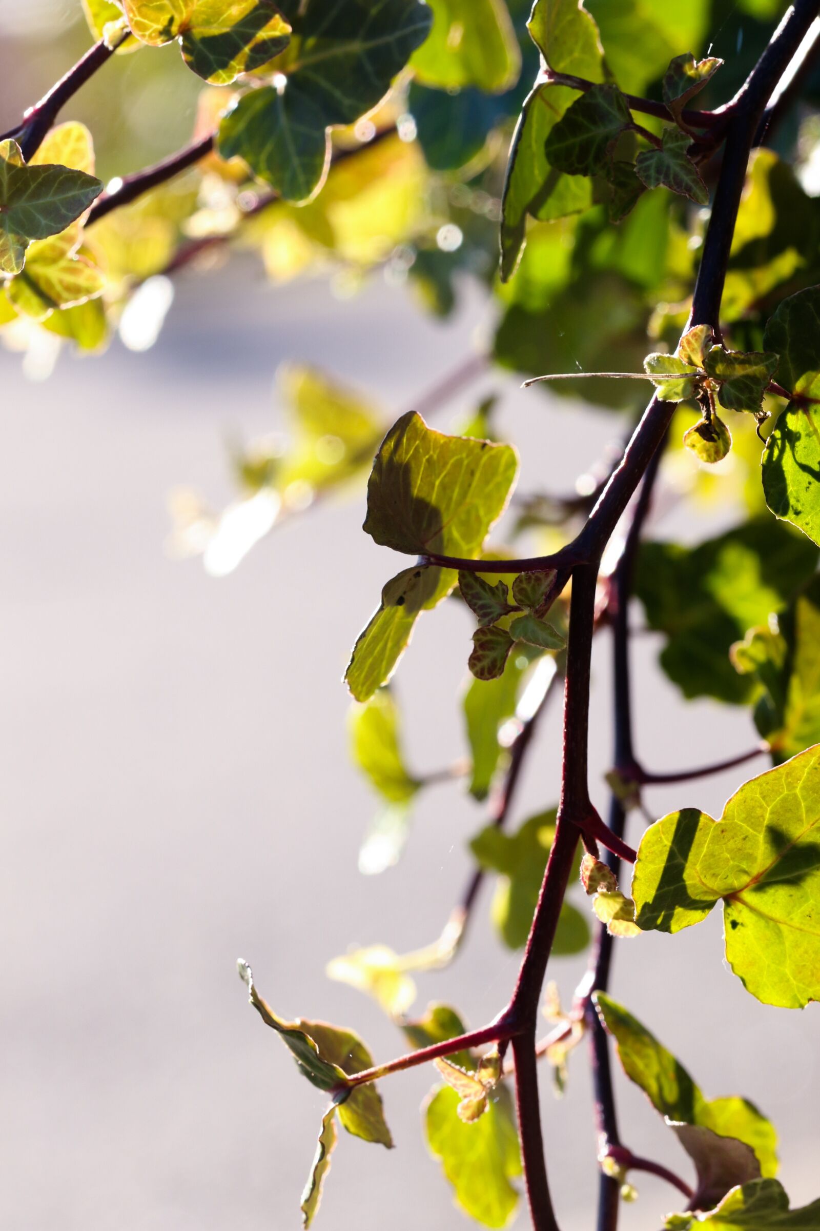 Canon EOS 7D Mark II sample photo. Leaf, autumn leaves, green photography