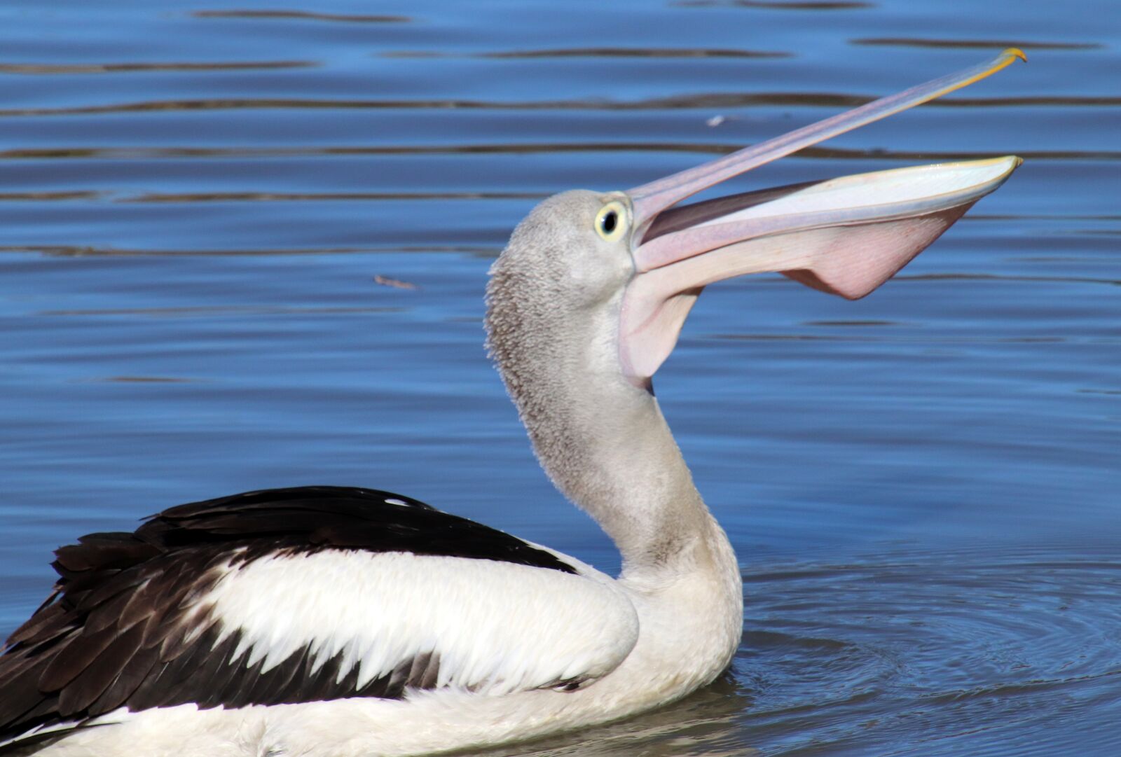 Canon EOS 800D (EOS Rebel T7i / EOS Kiss X9i) sample photo. Bird, pelican, lake photography