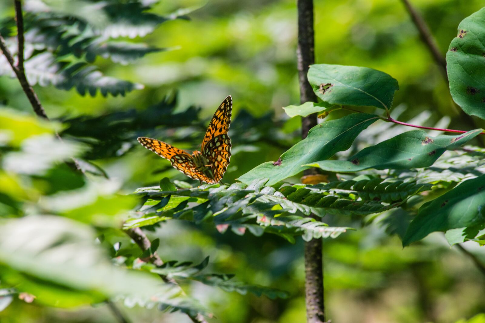 Nikon D3400 sample photo. Butterfly, orange, wings photography
