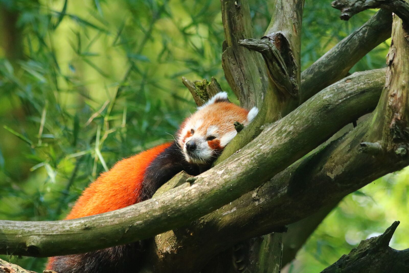 Canon EOS 750D (EOS Rebel T6i / EOS Kiss X8i) + Canon EF 70-300mm F4-5.6 IS USM sample photo. Red panda, mammal, animal photography