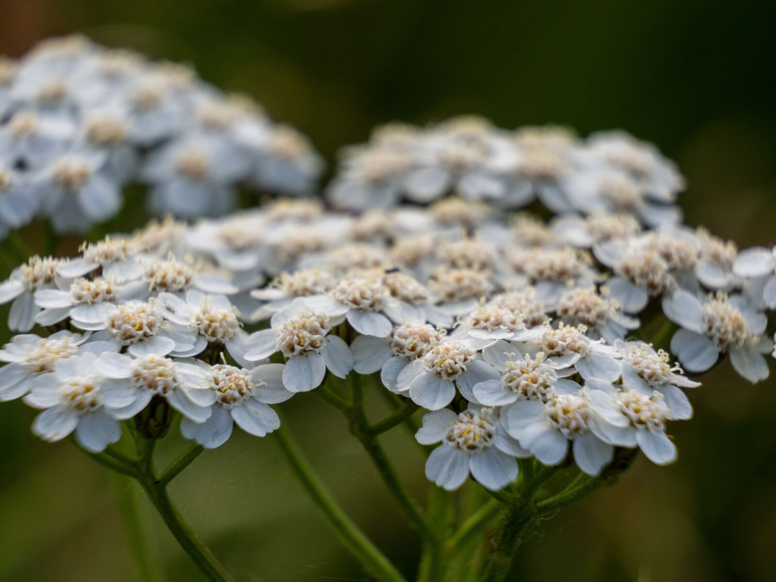Olympus M.Zuiko Digital ED 12-200mm F3.5-6.3 sample photo. Yarrow, close up, flower photography