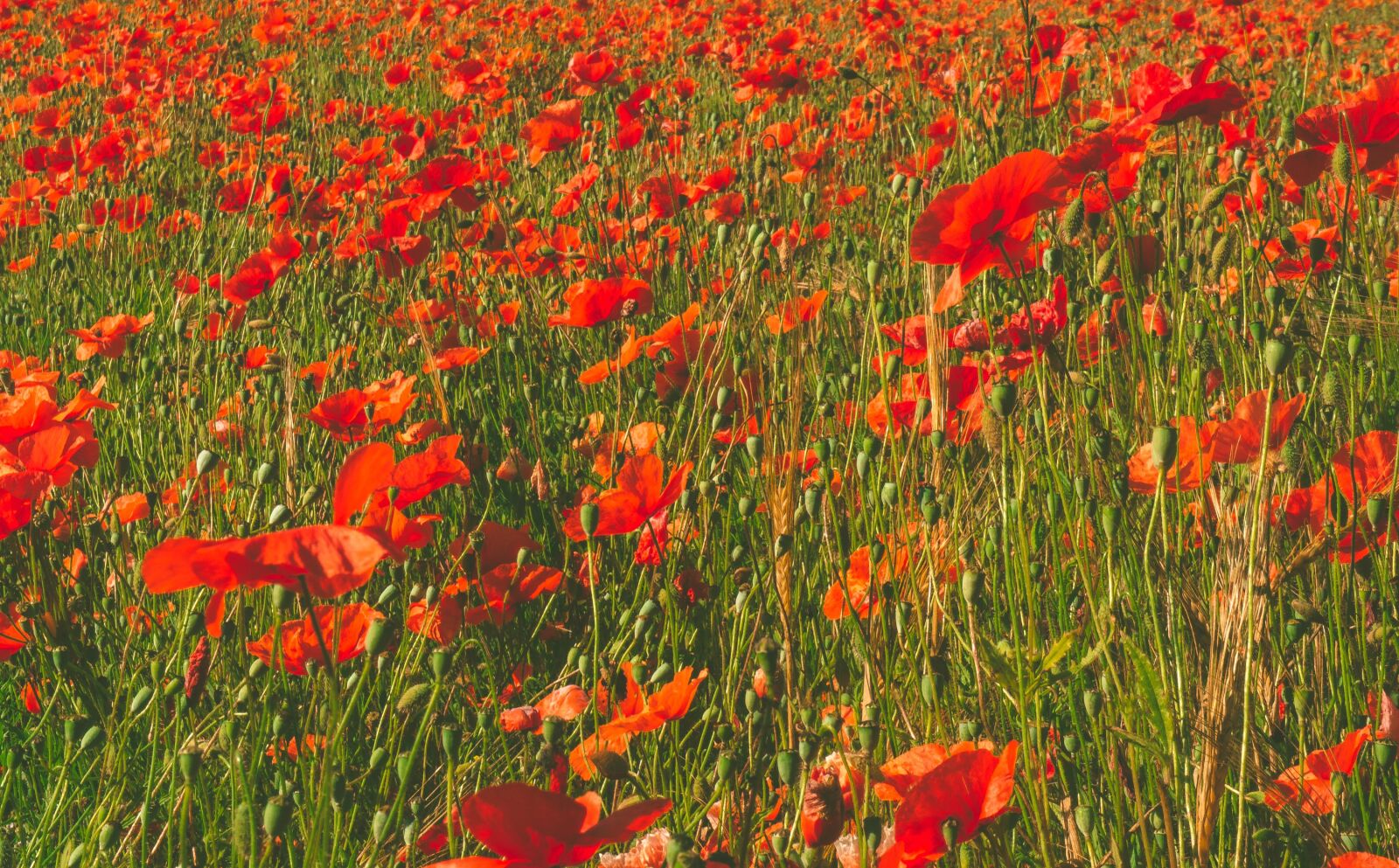 Sony Alpha NEX-3 + Sony E 18-55mm F3.5-5.6 OSS sample photo. Poppies, flowers, fields photography