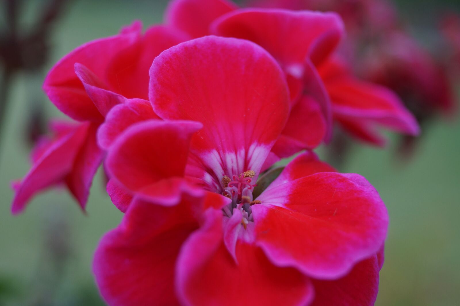 Sony DT 18-55mm F3.5-5.6 SAM II sample photo. Background, macro, flower photography