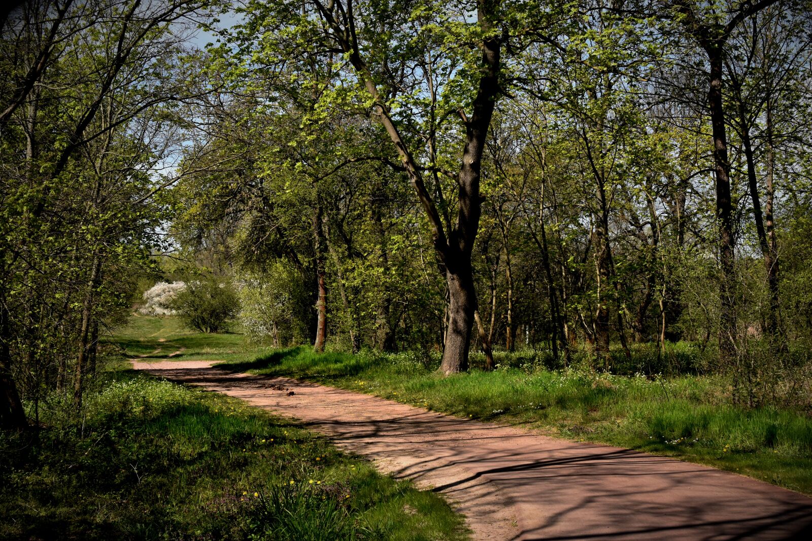 Nikon D5600 sample photo. Trees, nature, forest photography