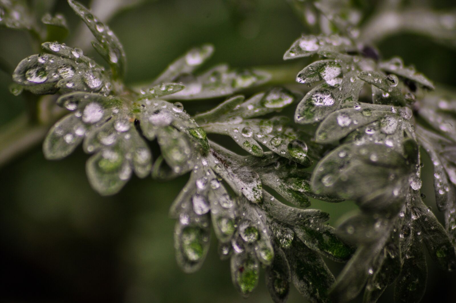 Nikon D90 sample photo. Wormwood, herb, plant photography