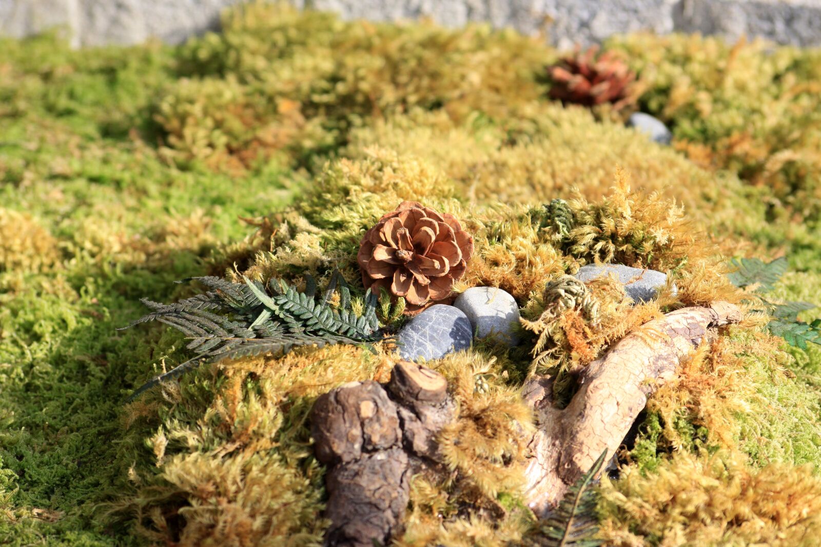 Canon EOS 50D sample photo. Pine cone, moss, ornament photography