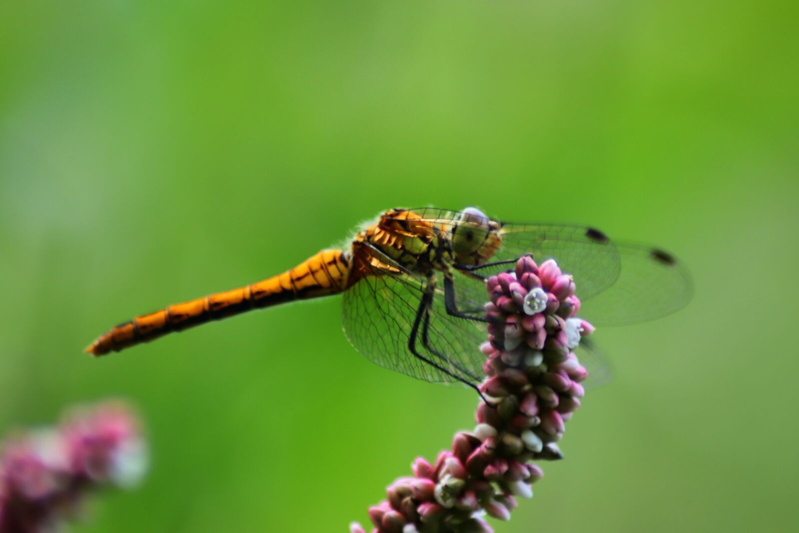 Canon EOS 77D (EOS 9000D / EOS 770D) sample photo. Swamp - heath dragonfly photography