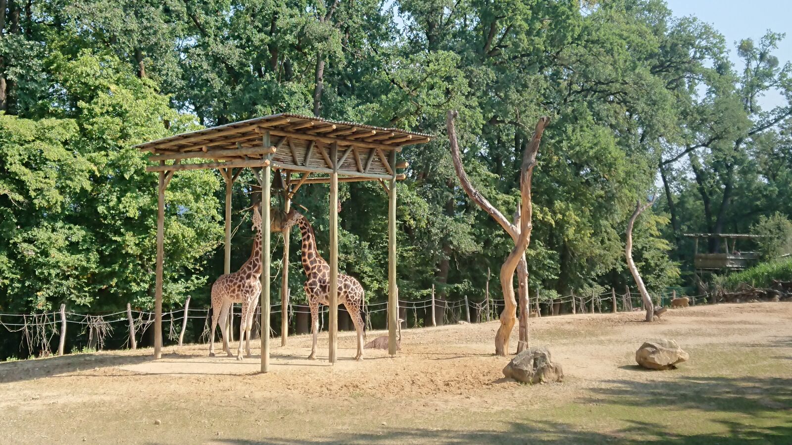 Sony Xperia XZ Premium sample photo. Giraffe, the zoo, garden photography