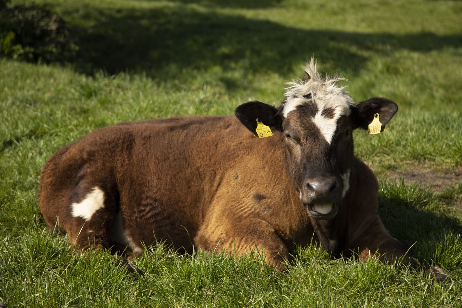 Canon EOS 6D + Canon EF 24-105mm F4L IS USM sample photo. Animal, cow, cows photography