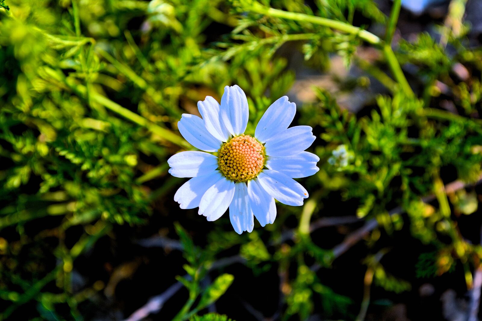 Nikon D5200 sample photo. White, daisy, flower photography