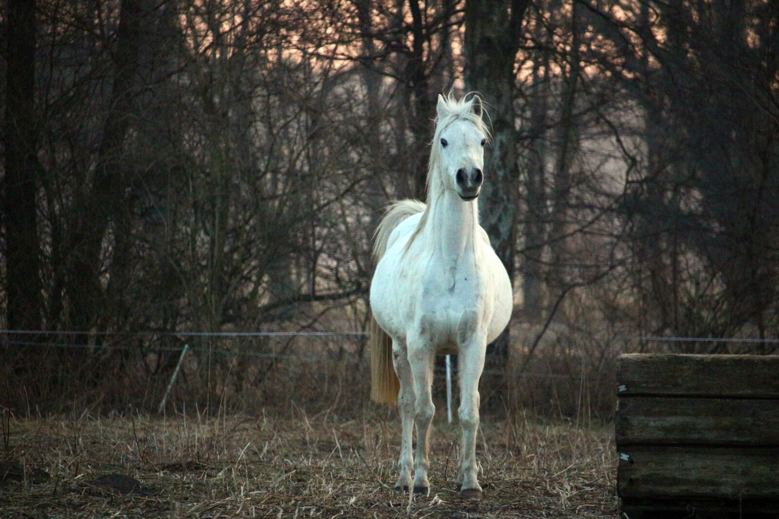 Canon EOS 100D (EOS Rebel SL1 / EOS Kiss X7) sample photo. Horse, mold, thoroughbred arabian photography