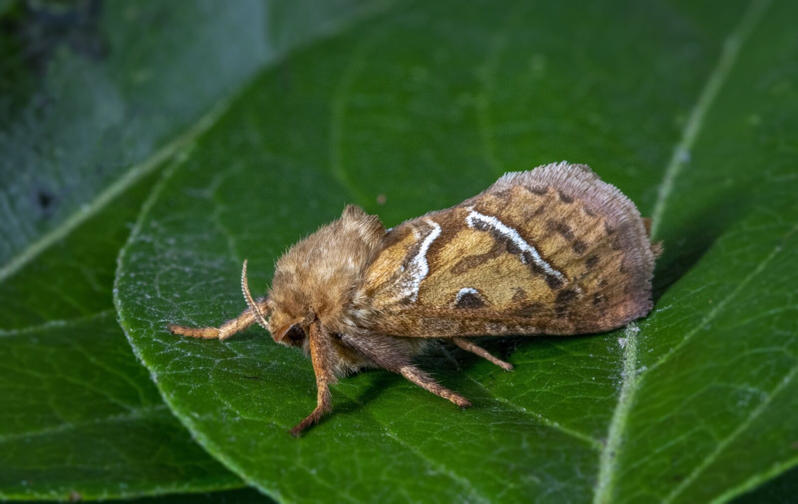 Canon EOS 800D (EOS Rebel T7i / EOS Kiss X9i) sample photo. Moth, insect, wings photography