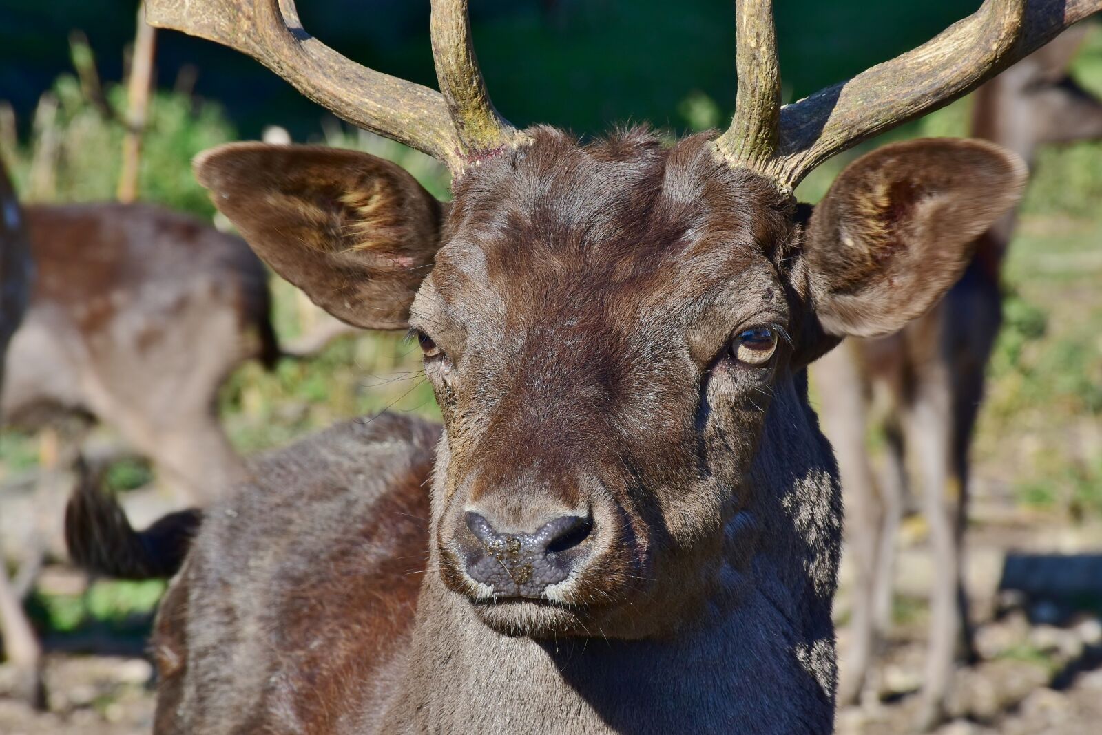 Nikon D7200 sample photo. Wild, hirsch, antler photography