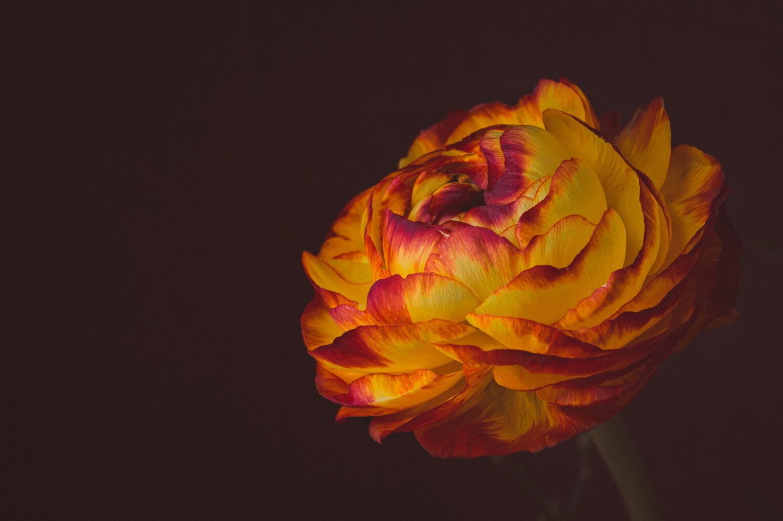 Nikon D7100 sample photo. Ranunculus, flower, blossom photography