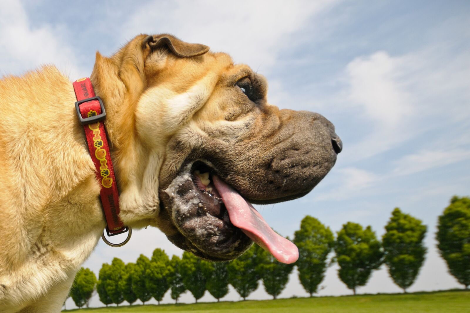 Nikon D300 sample photo. Dog, sharpei, animal photography