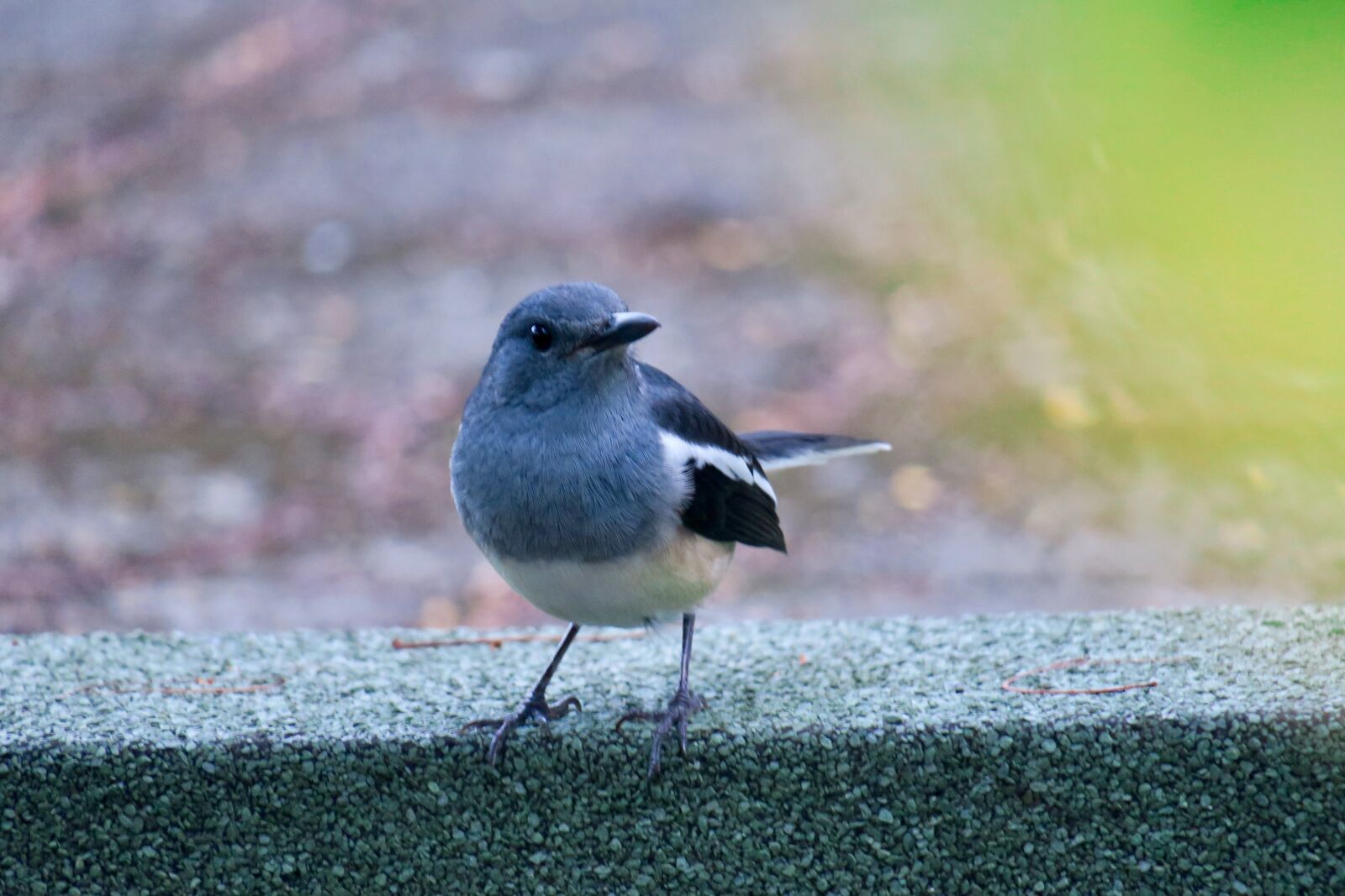 Canon PowerShot G3 X sample photo. Hi finch, bird, feather photography