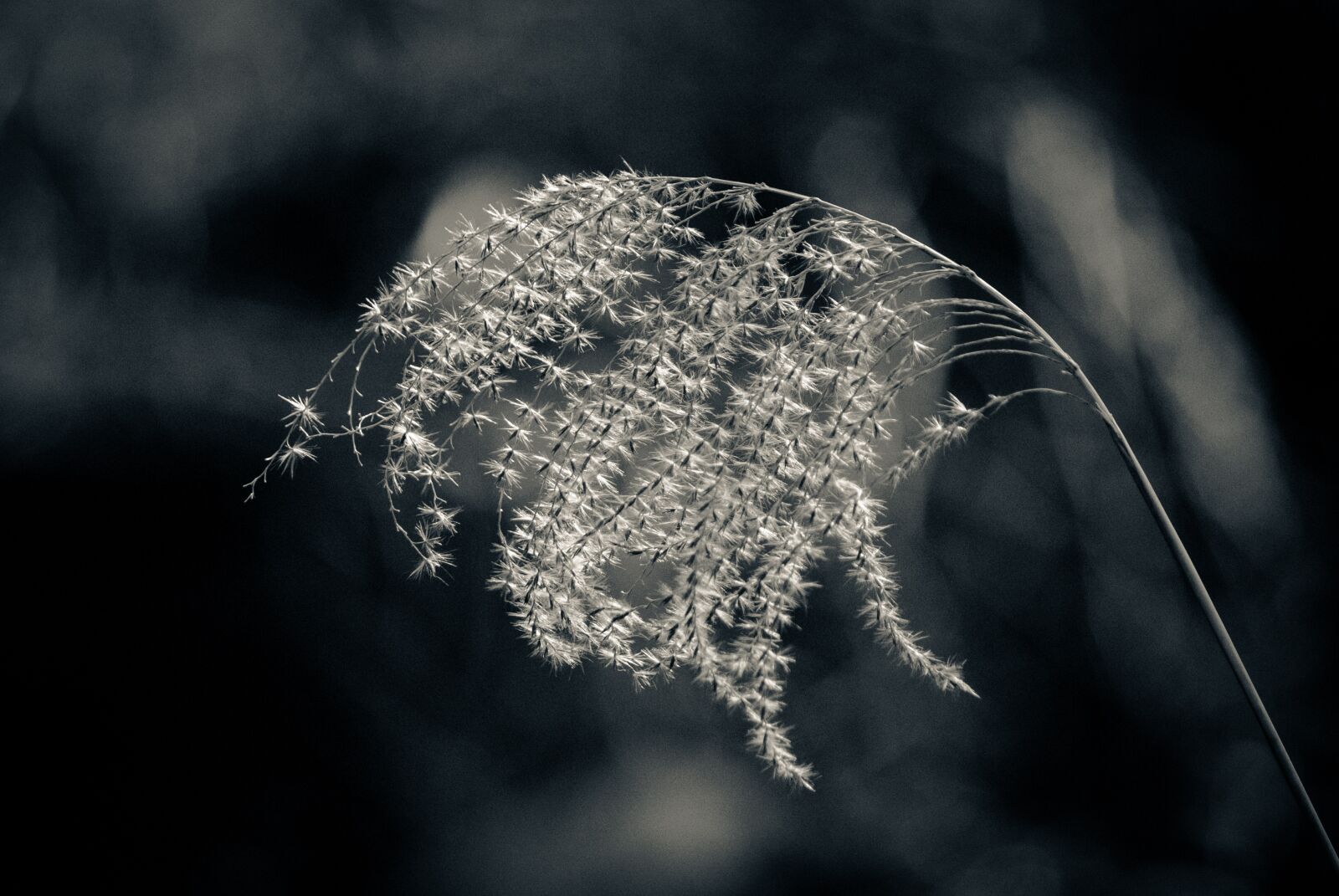 Nikon D80 sample photo. Nature, winter, pen photography