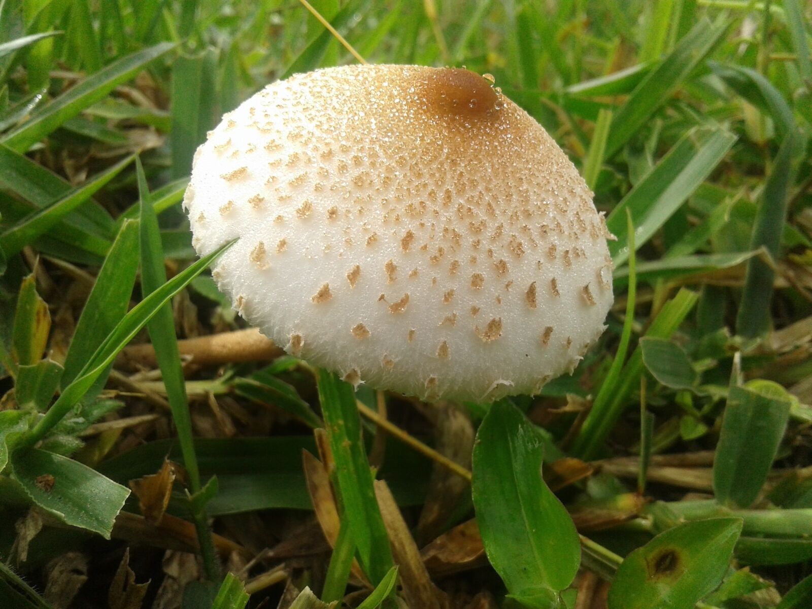 Samsung Galaxy J1 Ace sample photo. Mushroom, nature, fungus photography