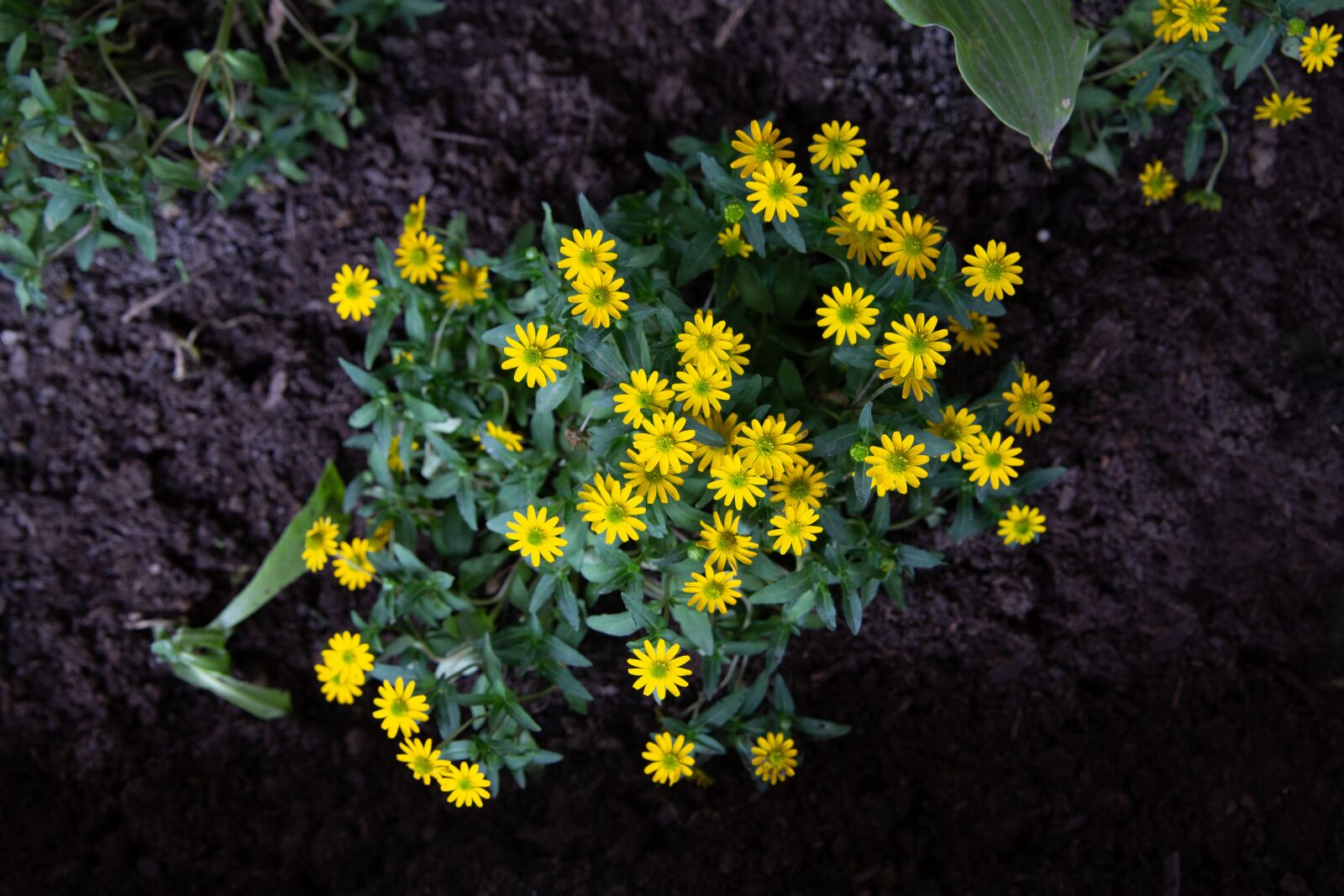 Canon EOS 6D sample photo. Beautiful, yellow, small photography
