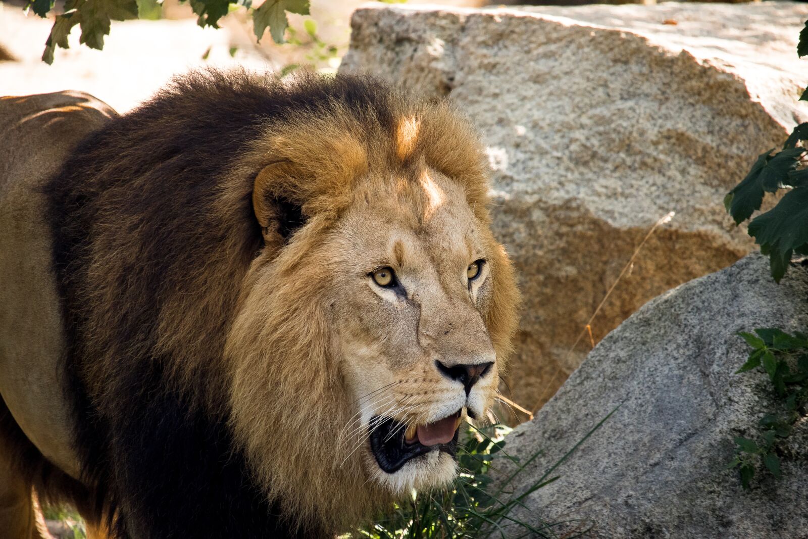 Canon EF-S 55-250mm F4-5.6 IS STM sample photo. Lion, predator, male photography