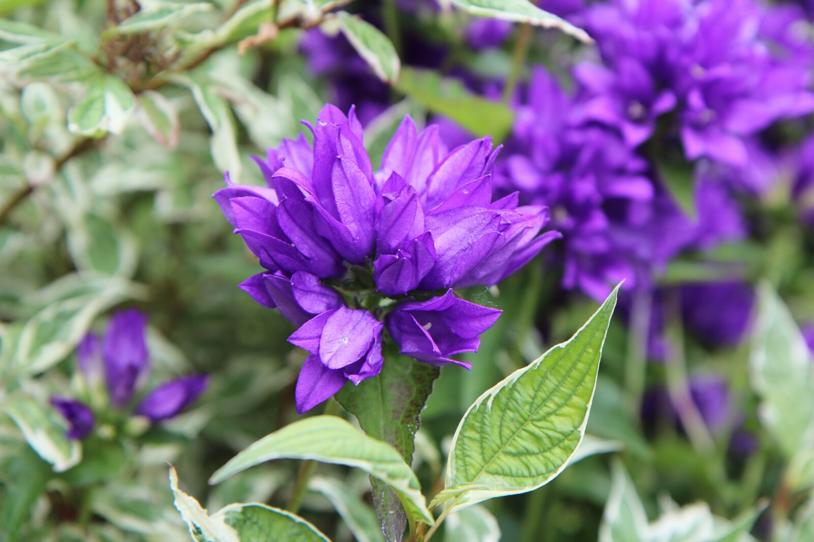 Canon EOS 600D (Rebel EOS T3i / EOS Kiss X5) sample photo. Flowering, flowers annual, nature photography