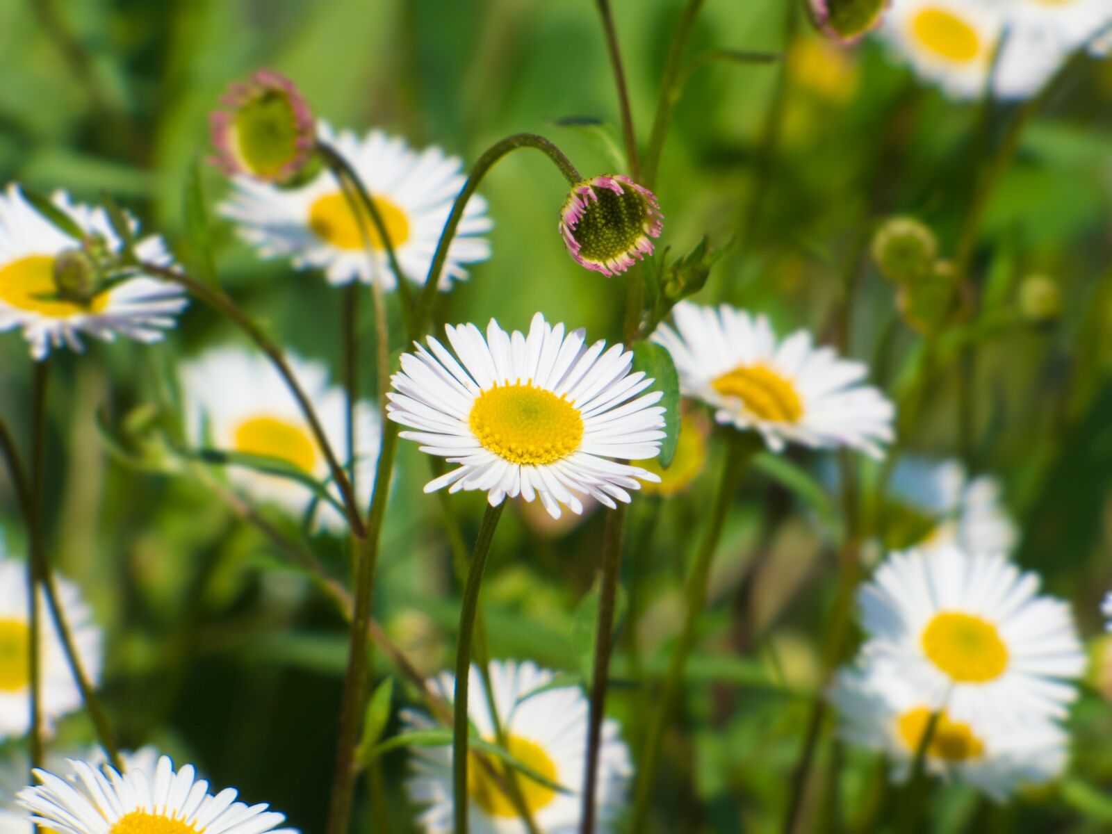Panasonic Lumix DMC-FZ70 sample photo. Daisies, flower, spring photography